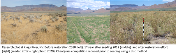 /ARSUserFiles/20600500/RangelandRehabiliatationLab/2024 range rehab files/Kings River, NV perennial grass conversion.png